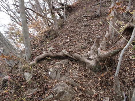 20181126hike (254)
